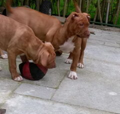 Foto 3 van de pups