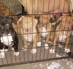 Foto 4 van de pups