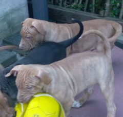 Foto 5 van de pups