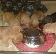 Foto 6 van de pups