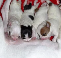Foto 2 van de pups