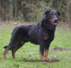 Foto 2 van de pups