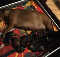 Foto 2 van de pups