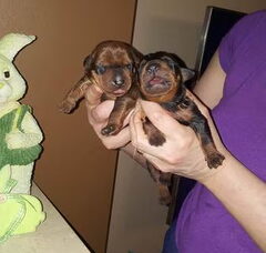 Foto 3 van de pups