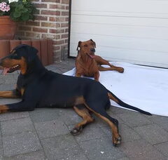 Foto 4 van de pups