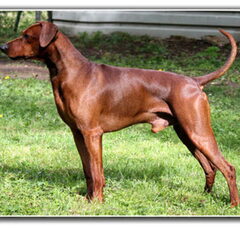Foto 5 van de pups