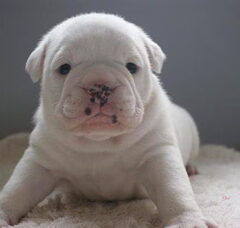 Foto 2 van de pups