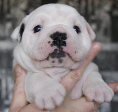 Foto 3 van de pups