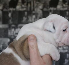 Foto 4 van de pups