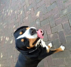 Foto 2 van de pups