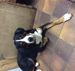 Foto 3 van de pups