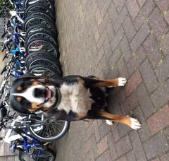 Foto 4 van de pups