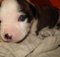Foto 2 van de pups