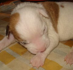 Foto 3 van de pups