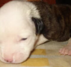 Foto 4 van de pups