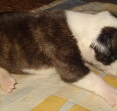 Foto 5 van de pups