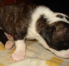 Foto 6 van de pups