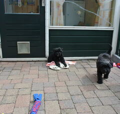 Foto 2 van de pups