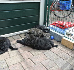 Foto 3 van de pups