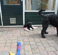 Foto 4 van de pups