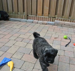 Foto 5 van de pups
