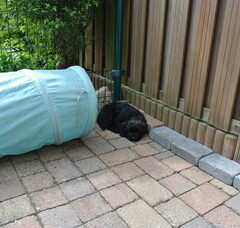 Foto 6 van de pups