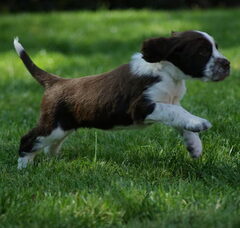 Foto 2 van de pups