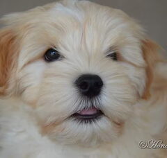 Foto 2 van de pups