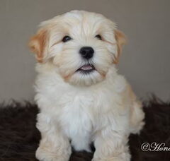 Foto 3 van de pups