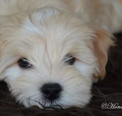 Foto 4 van de pups