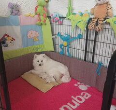 Foto 2 van de pups