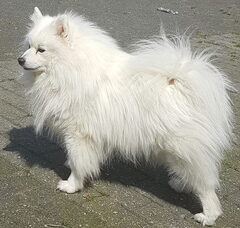 Foto 4 van de pups