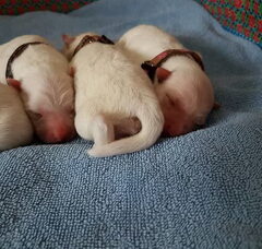 Foto 5 van de pups