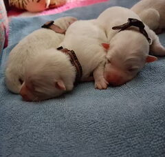 Foto 6 van de pups