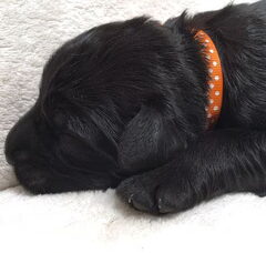 Foto 2 van de pups