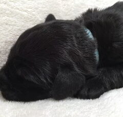 Foto 3 van de pups