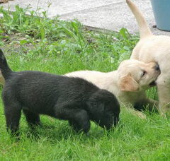 Foto 2 van de pups