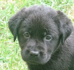 Foto 3 van de pups
