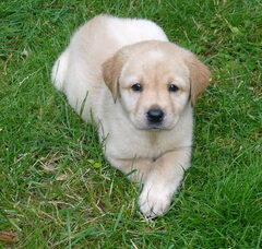 Foto 4 van de pups