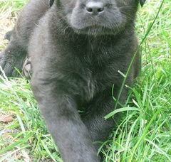 Foto 5 van de pups
