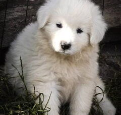 Foto 2 van de pups