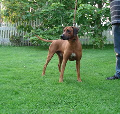 Foto 2 van de pups