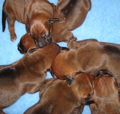 Foto 3 van de pups