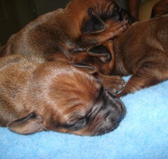 Foto 4 van de pups