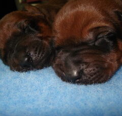 Foto 5 van de pups