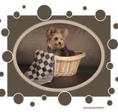 Foto 3 van de pups