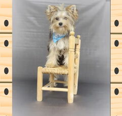 Foto 4 van de pups