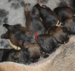 Foto 2 van de pups