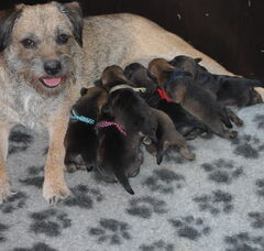 Foto 3 van de pups