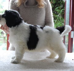 Foto 2 van de pups